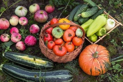 明和搭车吃瓜,一场别开生面的旅途体验