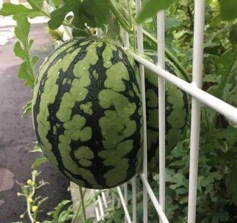 哪里在下雨吃瓜,探寻各地雨季特色美食之旅