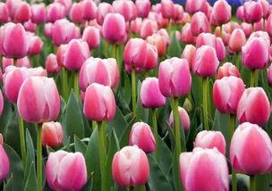 郁金香吃瓜视频,揭秘网红美食背后的故事