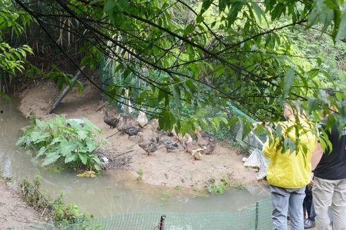 北湖吃瓜视频,揭秘网络热传视频背后的故事