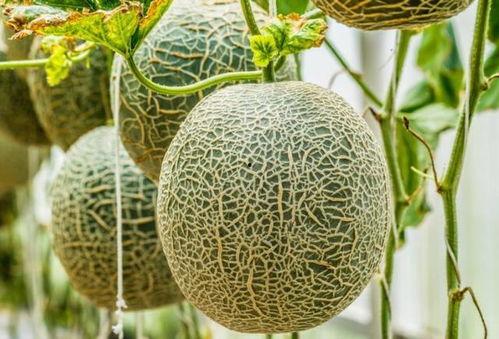 哈密瓜适合经期吃吗,经期适宜食用哈密瓜的益处与注意事项