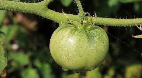 番茄吃瓜懂得都懂,揭秘“吃瓜群众”的智慧生活