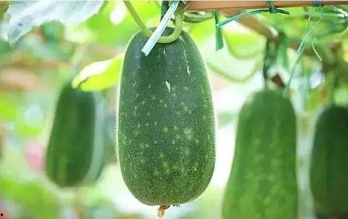 搞笑人吃瓜,人吃瓜的欢乐时光