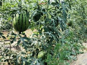 北子吃瓜,揭秘娱乐圈幕后故事