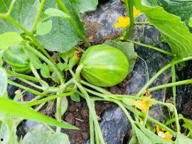 北子吃瓜,揭秘娱乐圈幕后故事