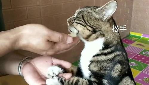 猫咪吃雪梨瓜,雪梨瓜的诱惑之旅