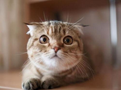 猫咪吃雪梨瓜,雪梨瓜的诱惑之旅