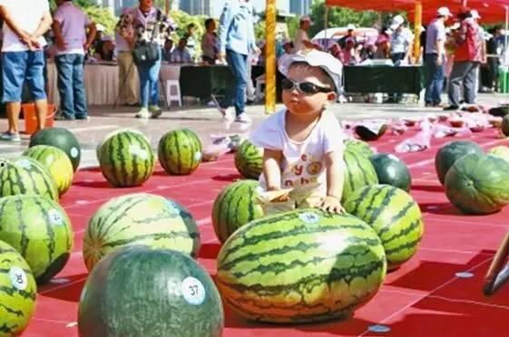 吃西瓜大赛拿瓜,吃西瓜大赛的欢乐盛宴