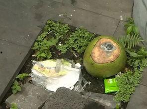 靖安小区吃瓜,邻里琐事引发社区热议