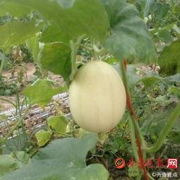 梦见摘梨瓜吃,揭秘摘梨瓜吃的神秘寓意