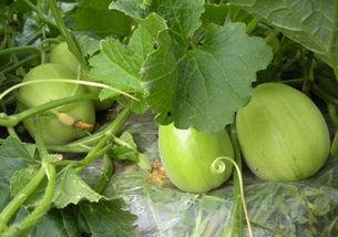 梦见摘梨瓜吃,揭秘摘梨瓜吃的神秘寓意