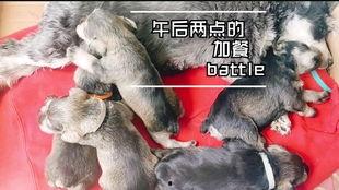 大狗吃绿瓜,一场奇妙的味蕾冒险