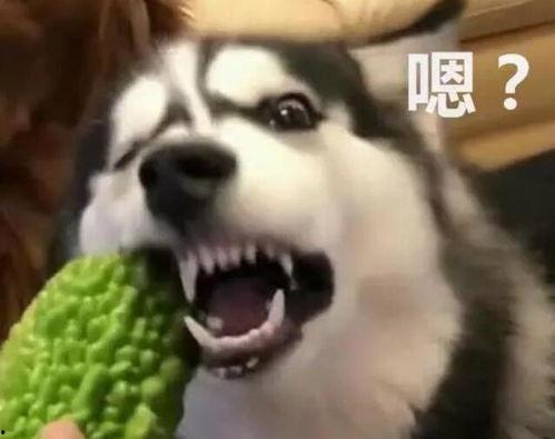 大狗吃绿瓜,一场奇妙的味蕾冒险