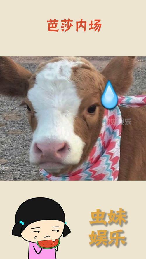 广抖音吃瓜,揭秘网红幕后故事