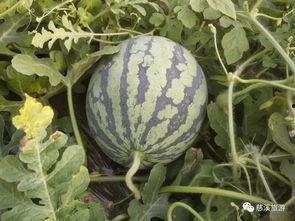 吃瓜节西瓜视频,西瓜视频带你领略夏日清凉盛宴