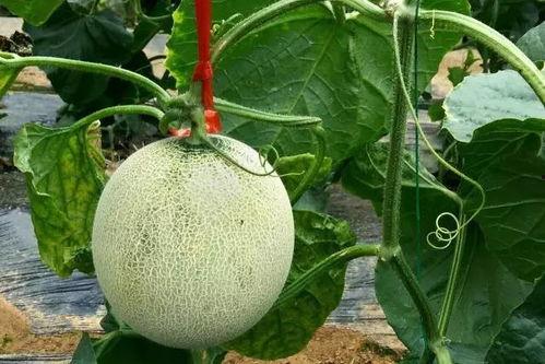 吃蜜瓜吃到酒味,意外发现瓜中酒韵之谜