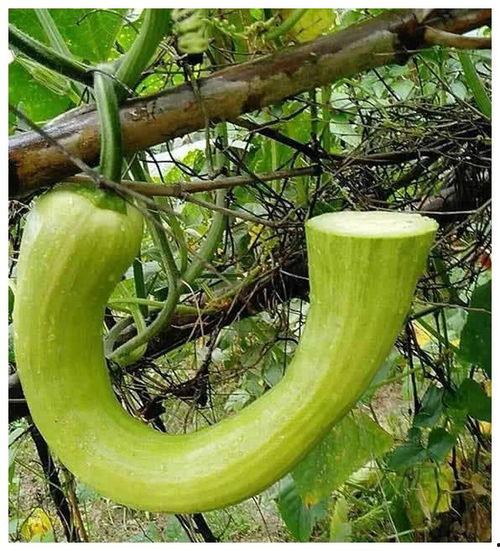 缴思瓜怎么吃,解锁美味新体验