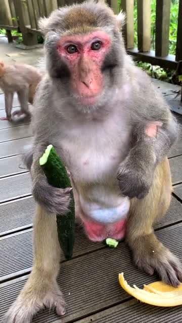 陆只猴子吃刺瓜