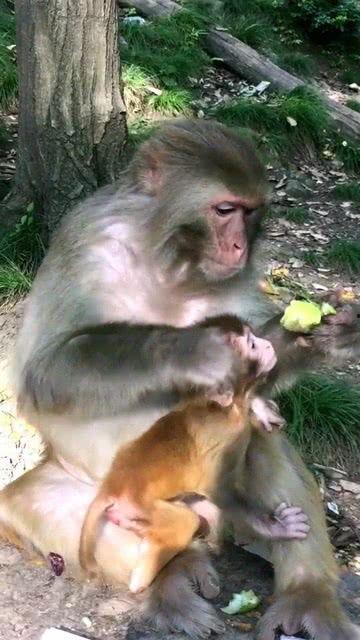 陆只猴子吃刺瓜