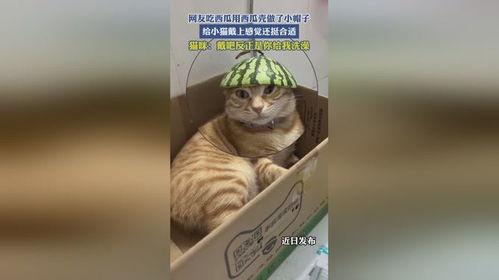 吃瓜猫和西瓜网名,揭秘吃瓜猫与西瓜网的瓜界传奇