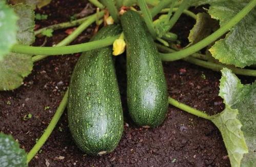 秋天的瓜吃不得,揭秘秋季不宜食用的瓜类