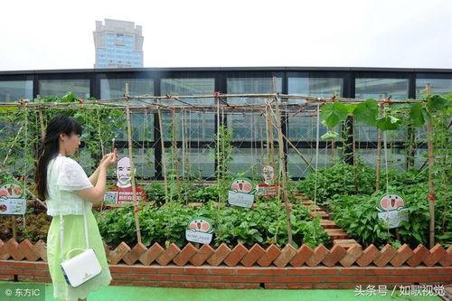 楼顶上吃瓜,揭秘城市楼顶的夏日风情