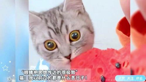 猫咪吃瓜震惊,萌宠界的“瓜王”诞生