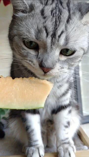 猫咪吃瓜震惊,萌宠界的“瓜王”诞生