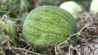 嗑个瓜吃,明星幕后那些事儿