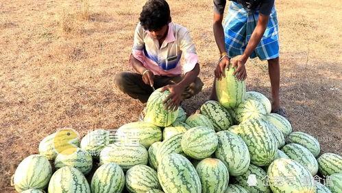 梦见弟媳摘瓜吃