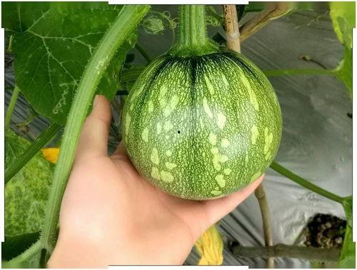 小叮吃瓜网,揭秘娱乐圈最新热点，带你畅游八卦世界