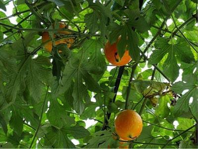 圆吊瓜咋吃,解锁美味新体验