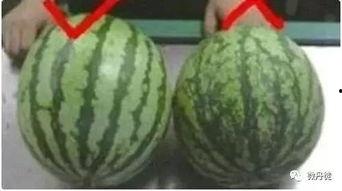 成都本地吃瓜,揭秘本地美食文化风潮