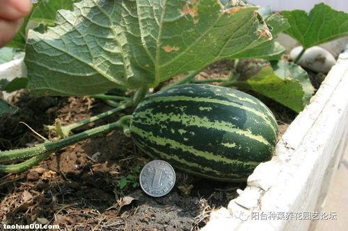 吃瓜结果吃的是自己的瓜,揭秘吃瓜群众如何变成瓜农