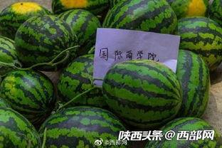 中午可以吃瓜吗,畅享夏日清凉瓜果时光