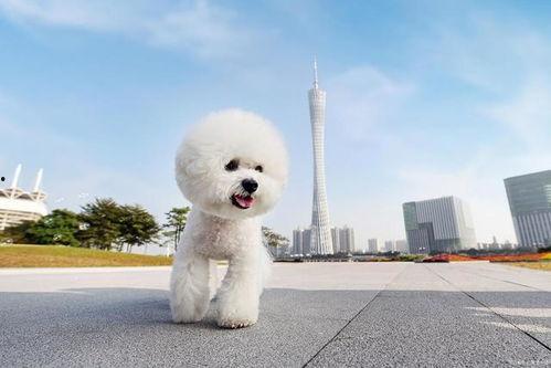 比熊可以吃瓜,瓜果时光的甜蜜邂逅