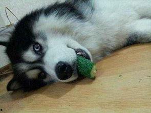 狗吃葫芦瓜好吗,葫芦瓜对狗狗的健康影响