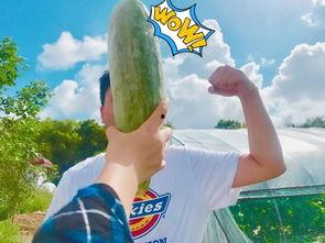 网红吃瓜在哪吃,揭秘热门“瓜地”美食之旅