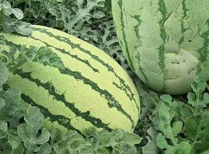 怎么吃石缝瓜好吃,解锁最佳食用秘诀