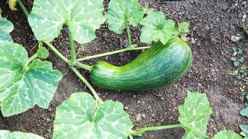 瓠瓜怎么吃减肥,轻松享瘦的绿色选择