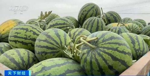 安国最新吃瓜,揭秘最新吃瓜事件背后的真相