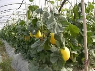 冬季吃蜜瓜腹泻,揭秘甜蜜背后的健康隐患