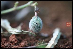 城里吃瓜的景象,揭秘都市里的“吃瓜”现象