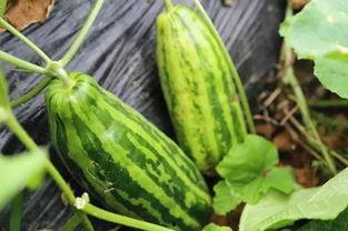 我在吃瓜 什么瓜,揭秘“吃瓜群众”背后的热门话题与幕后真相