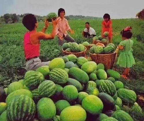 我在吃瓜 什么瓜,揭秘“吃瓜群众”背后的热门话题与幕后真相