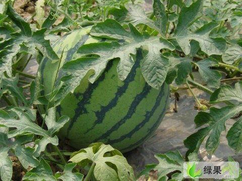 吃瓜的人真多,揭秘吃瓜群众的背后故事