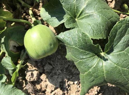 金瓜吃瓜视,揭秘网络红人的崛起之路