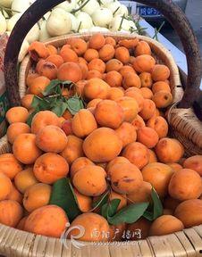 南阳本地吃瓜,探寻本地特色美食之旅