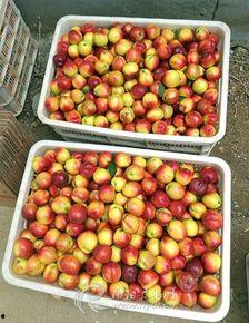 南阳本地吃瓜,探寻本地特色美食之旅