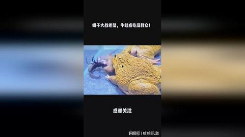 青蛙成吃瓜群众,揭秘动物界的“八卦”现象